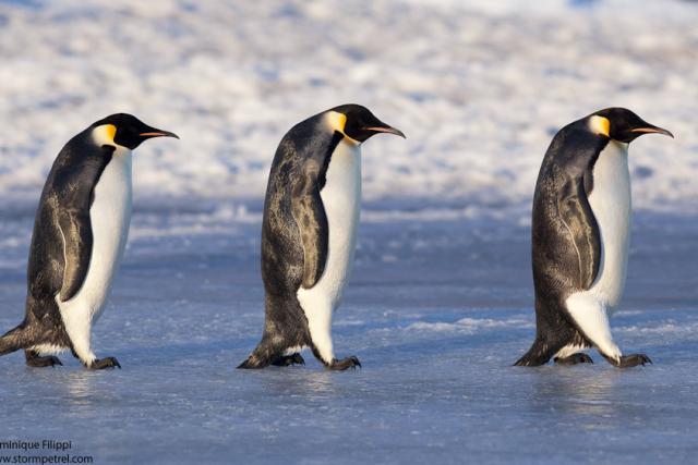Three emperor penguins walking on ice