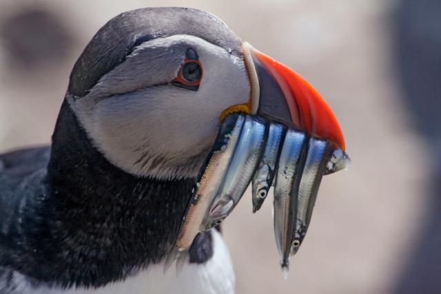 Atlantic puffin 