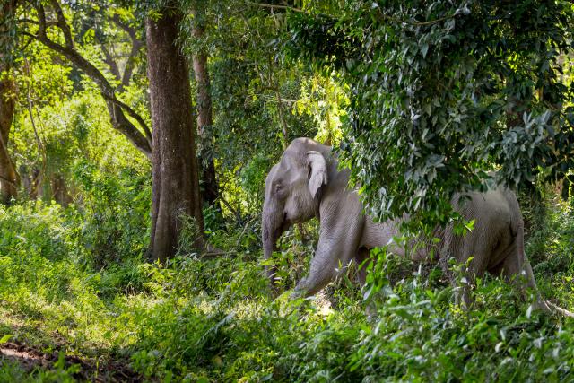 Asian elephant ( Elephas maximus ) in undergrowth. Kaziranga National Park, India