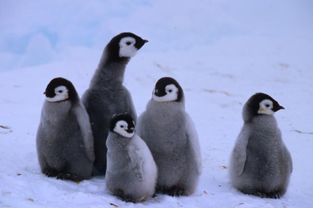 Emperor penguin chicks
