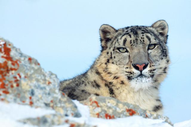 Uncia uncia Snow leopard Rocky Mountains in winter Montana, United States of America (A captive trained animal used for photography and filming) © Klein & Hubert / WWF