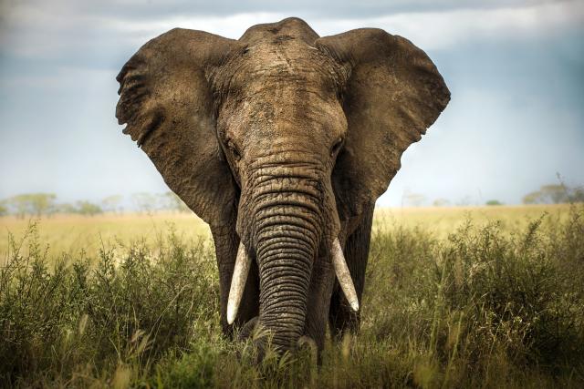 African elephant (Loxodonta africana) on the savanna in Africa