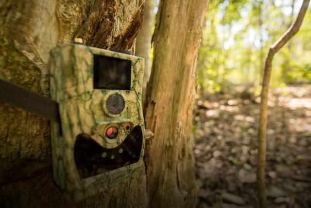 Camera trap on a tree