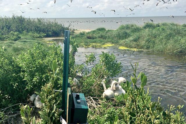 Camera trap by a river