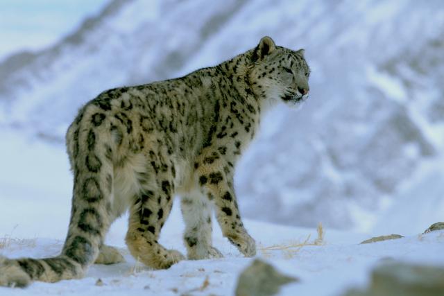 Snow leopard in snow on a mountain