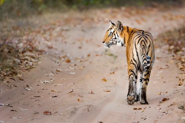 Bengal tiger, India © Richard Barrett  WWF-UK