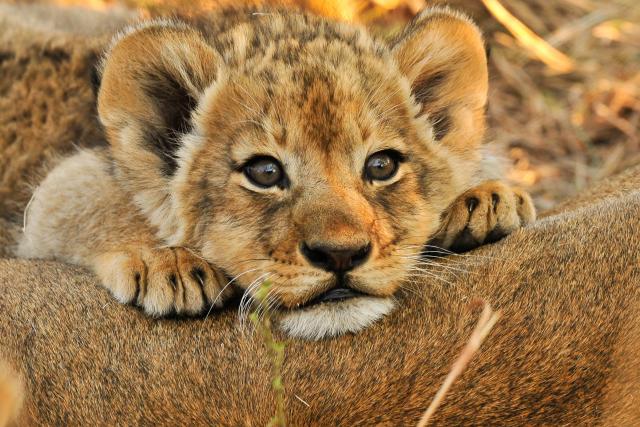 Lion cub resting on mom in the savanna in Africa