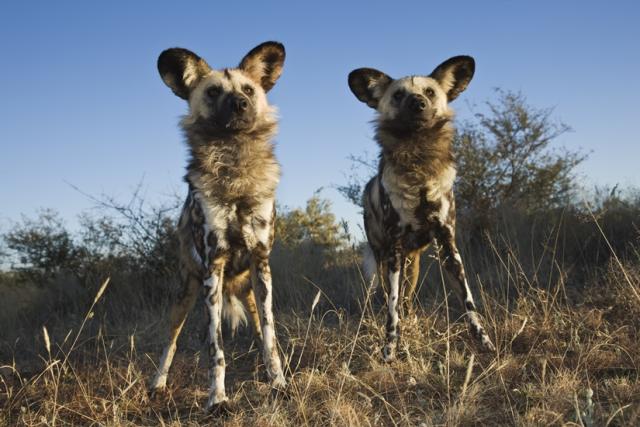 African wild dogs © Martin Harvey / WWF