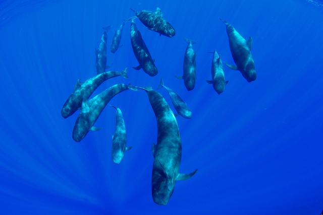 Acoustic monitoring underwater
