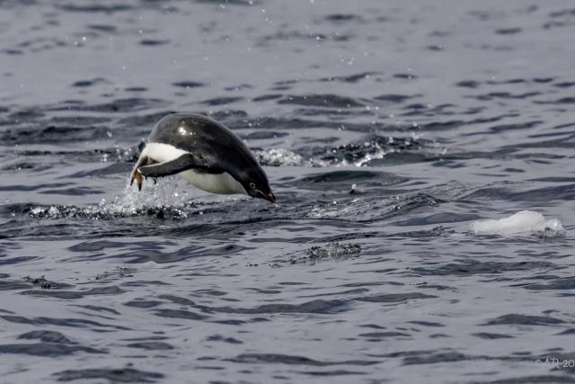 Adelie penguin jumping out of the water while swimming