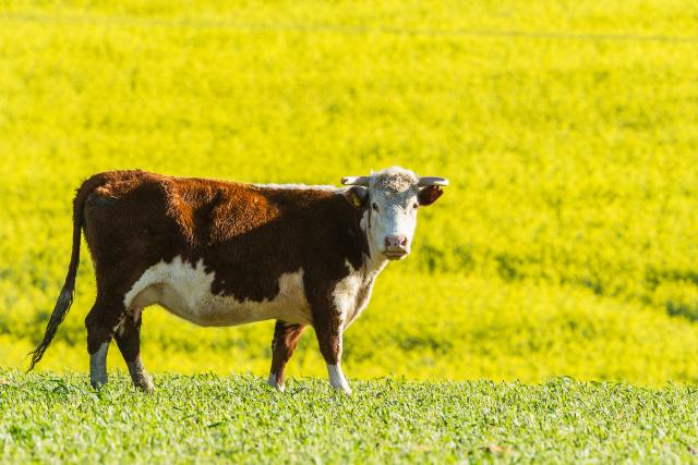 Beef Cattle grazing on transformed grassland