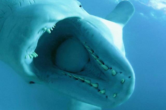 Beluga Whale