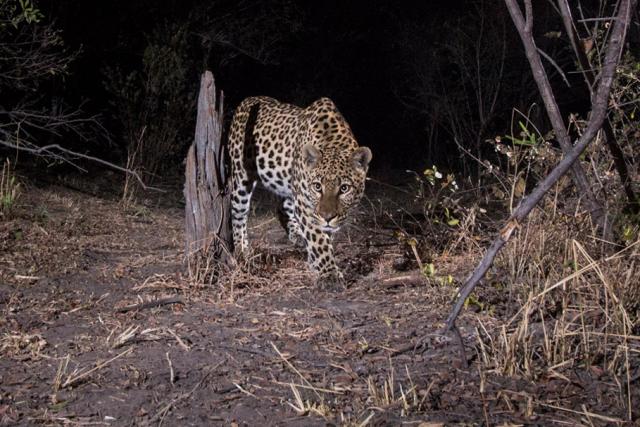 Leopard image taken by camera trap