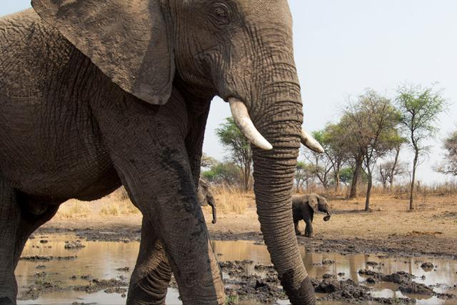 Elephant image taken by camera trap
