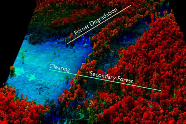 Lidar image of forest