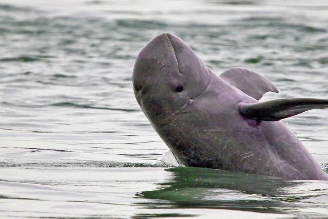 Mekong river dolphin