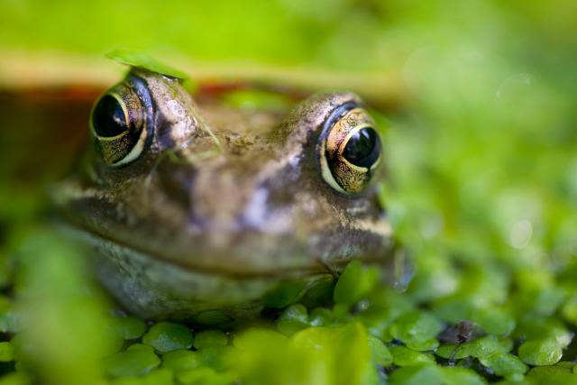 Common Frog