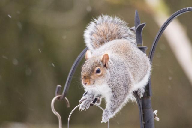 A Grey Squirrel (Sciurus carolinensis) on a garden feeder in Clitheroe, Lancashire, UK.