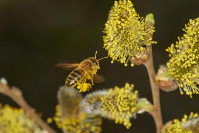Western honey bee (Apis mellifera) visiting willow flowers (Salix caprea).
