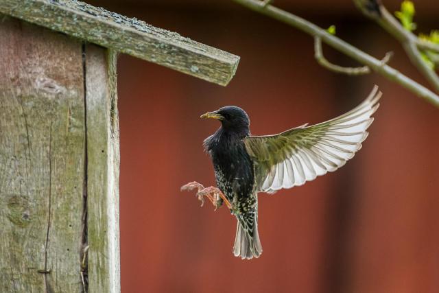 Common starling (Sturnus vulgaris) by a birdhouse.