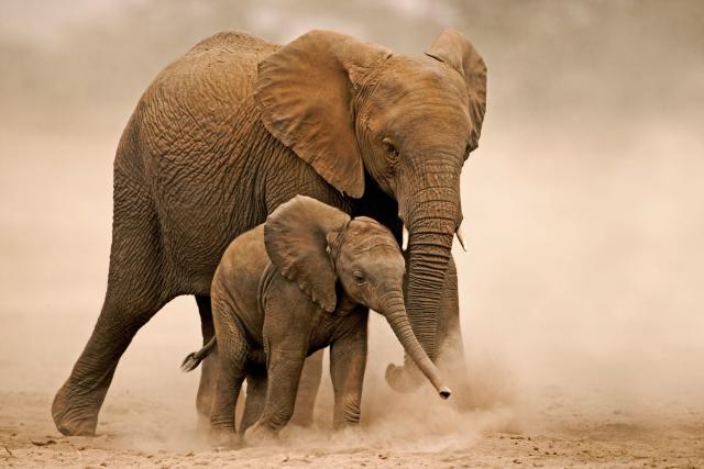 African elephant (Loxodonta africana) Young calf with adults. Amboseli National Park Kenya. Dist. Sub-saharan Africa