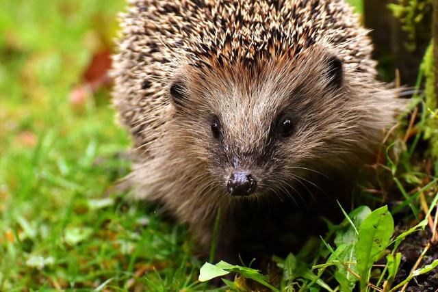 Young hedgehog