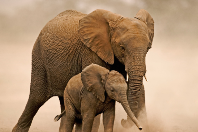 Elephant walking with calf