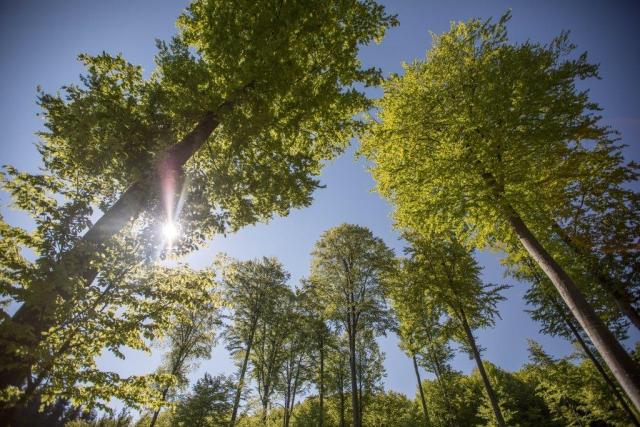 Forest sky © James Morgan / WWF