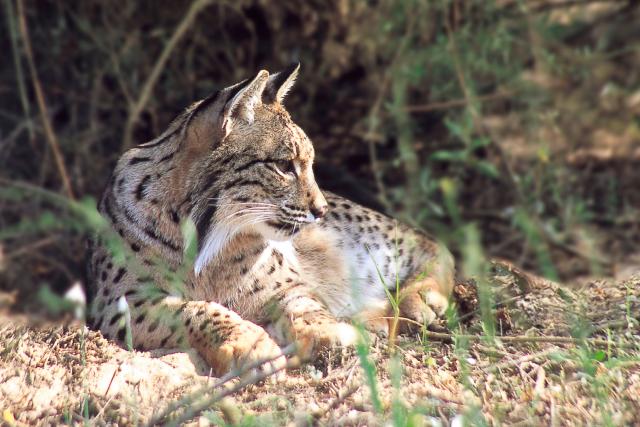 Iberian or Spanish lynx (Lynx pardinus).