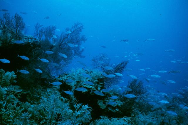 Deep reef community Barrier reef Carrie Bow Caye, Belize
