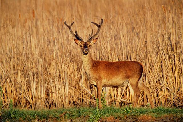 A deer (Cervus elaphus) in Coto Donana National Park