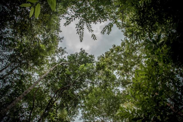 Rattan Forest Canapy