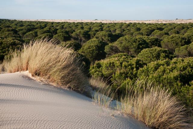 Sand dunes encroaching on pine trees (Pinus sp) with marram grass (Ammophila arenaria) growing on dunes, Donana National & Natural Par