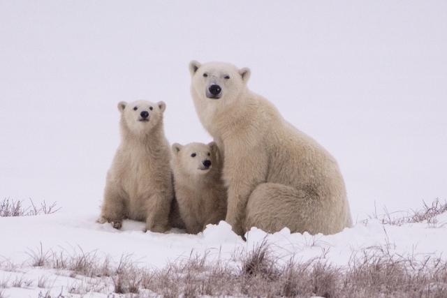 Polar bear sitting with two cubs