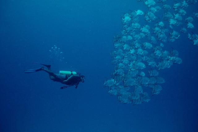 Atlantic spadefish (Chaetodipterus faber) school with a diver. Barrier Reef, Carrie Bow Caye, Belize