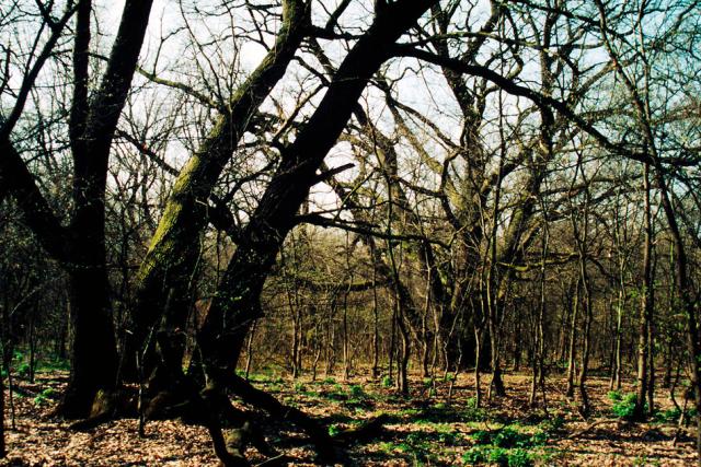 Pirin National Park - Oak tree forest Danube Island - © Hervé Lethier / WWF
