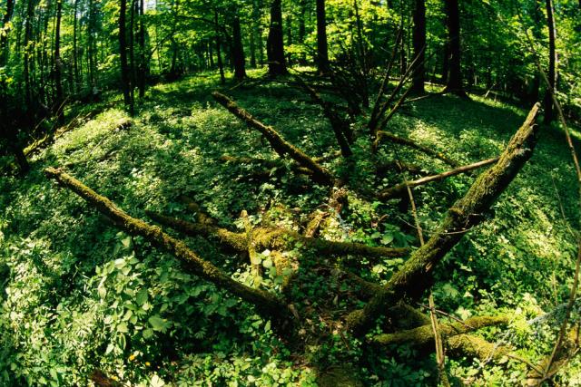 Dead tree trunks lying in the ground of Bialowieza National Park, Poland - © Sanchez & Lope / WWF