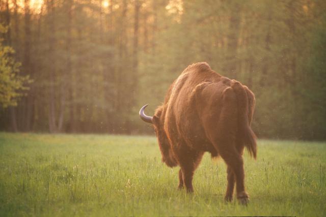 European bison walking in Bialowieza National Park, Poland - © Sanchez & Lope / WWF