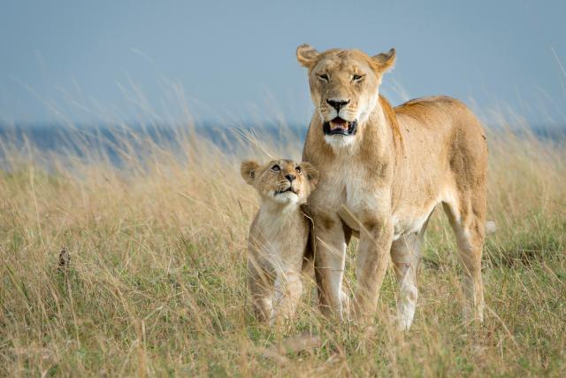 Lioness walking with cub
