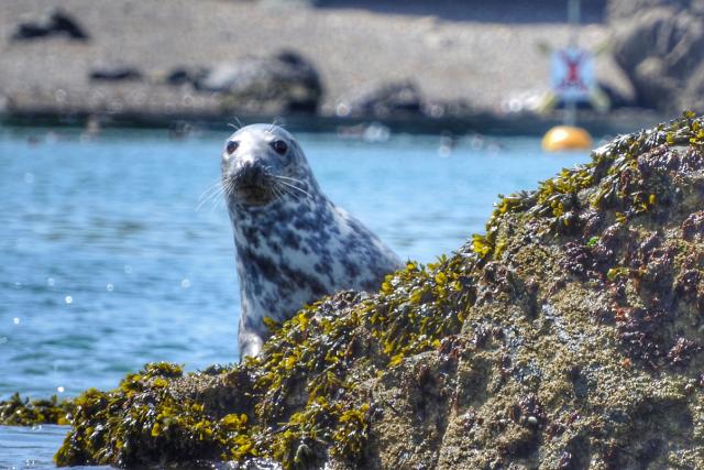 Grey Seal at Skomer
