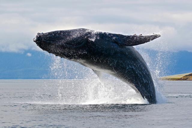 A humpback whale breaches out of the ocean 