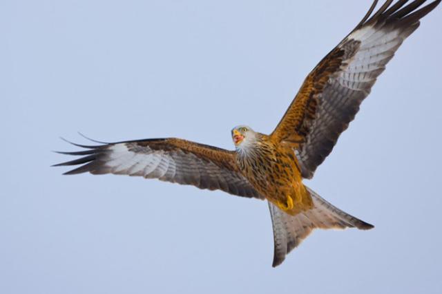 red kite flying
