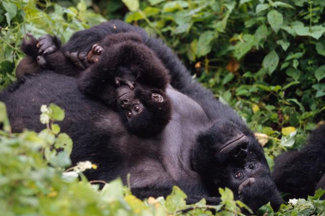 Gorilla family