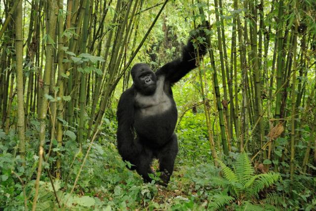 Silverback gorilla between bamboo trees