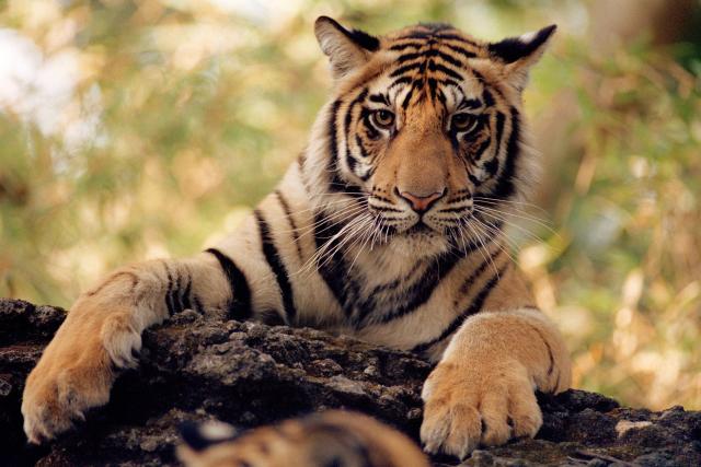 tiger sitting on a log
