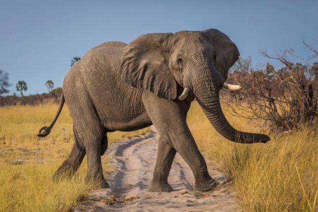 African elephant © Jessica Boklan