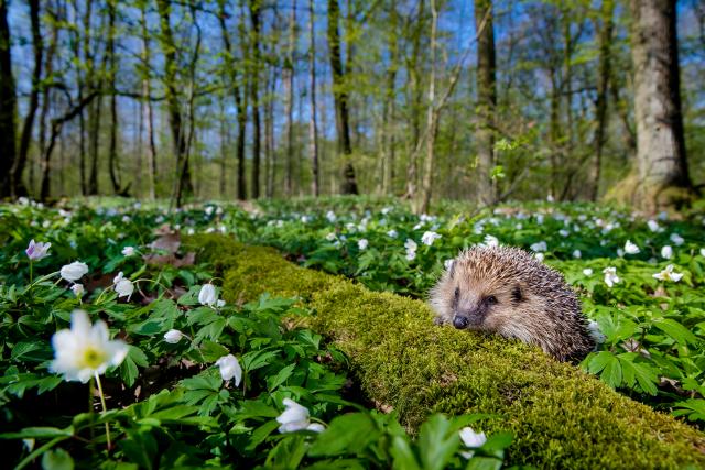 Hedgehog in woodlands © naturepl.com / Klein & Hubert / WWF