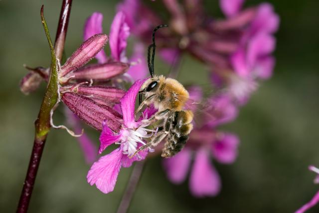 Long horned bee