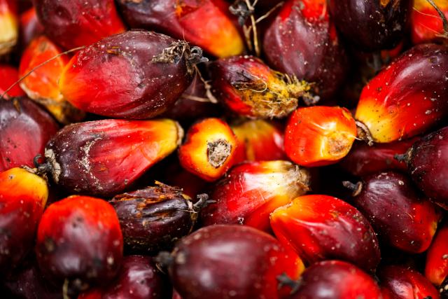 Palm fruit ready to be taken to the mill