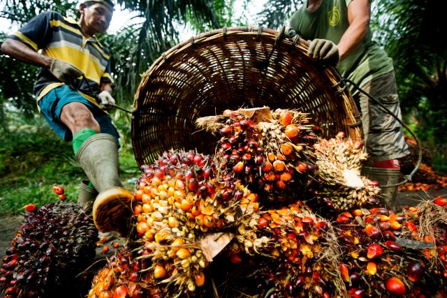 Palm fruit, having been harvested is piled up in order to be weighed
